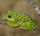Barking Tree Frog