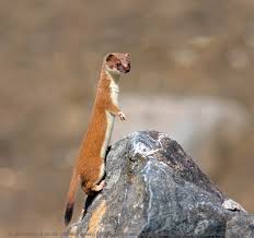 Wonder Weasel